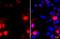 GFP antibody, NBP2-43575, Novus Biologicals, Immunofluorescence image 