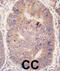 Taspase 1 antibody, abx027332, Abbexa, Immunohistochemistry frozen image 