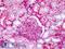 Apolipoprotein A1 antibody, LS-B8966, Lifespan Biosciences, Immunohistochemistry frozen image 