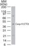 Caspase 9 antibody, PA1-41415, Invitrogen Antibodies, Western Blot image 