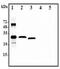 Interleukin 37 antibody, MBS646331, MyBioSource, Western Blot image 