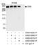 Translocated Promoter Region, Nuclear Basket Protein antibody, A300-827A, Bethyl Labs, Immunoprecipitation image 