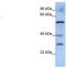 Glutamate Decarboxylase Like 1 antibody, TA335108, Origene, Western Blot image 