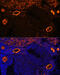 Zona Pellucida Glycoprotein 3 antibody, 14-824, ProSci, Immunofluorescence image 