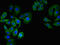 CD55 Molecule (Cromer Blood Group) antibody, LS-C669924, Lifespan Biosciences, Immunofluorescence image 