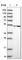 Tubulin Folding Cofactor E Like antibody, HPA038594, Atlas Antibodies, Western Blot image 