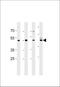 Enolase 1 antibody, MBS9207269, MyBioSource, Western Blot image 