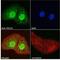 PPARG Coactivator 1 Alpha antibody, NB100-60955, Novus Biologicals, Immunocytochemistry image 