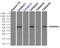 Alpha-1-antitrypsin antibody, LS-B10259, Lifespan Biosciences, Immunoprecipitation image 