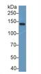 Neurofilament Medium antibody, MBS2014007, MyBioSource, Western Blot image 