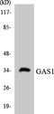 Growth arrest-specific protein 1 antibody, LS-C291976, Lifespan Biosciences, Western Blot image 