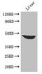AF4/FMR2 Family Member 4 antibody, LS-C677080, Lifespan Biosciences, Western Blot image 