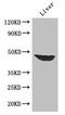 AFF4 antibody, LS-C677080, Lifespan Biosciences, Western Blot image 