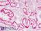 Catenin Alpha 1 antibody, LS-B9175, Lifespan Biosciences, Immunohistochemistry frozen image 