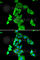 S100 Calcium Binding Protein A11 antibody, A5486, ABclonal Technology, Immunofluorescence image 