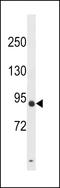 Dpy-19 Like C-Mannosyltransferase 3 antibody, LS-C157694, Lifespan Biosciences, Western Blot image 