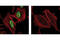 RUNX Family Transcription Factor 1 antibody, 4327S, Cell Signaling Technology, Immunocytochemistry image 
