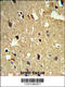 Tubulin Beta 1 Class VI antibody, 63-746, ProSci, Immunohistochemistry paraffin image 