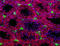 Histone H3 (C-terminus) antibody, 819406, BioLegend, Immunohistochemistry frozen image 