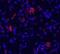 Glutamate Metabotropic Receptor 1 antibody, PA1-46151, Invitrogen Antibodies, Immunofluorescence image 