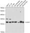 Claudin 7 antibody, 18-459, ProSci, Western Blot image 