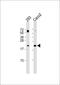 Rac Family Small GTPase 2 antibody, M01714, Boster Biological Technology, Western Blot image 