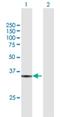 Replication Factor C Subunit 5 antibody, H00005985-B02P, Novus Biologicals, Western Blot image 