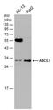 Achaete-Scute Family BHLH Transcription Factor 1 antibody, PA5-77868, Invitrogen Antibodies, Western Blot image 