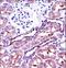 Napsin A Aspartic Peptidase antibody, LS-C164744, Lifespan Biosciences, Immunohistochemistry paraffin image 