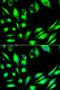 Serum/Glucocorticoid Regulated Kinase 1 antibody, LS-C331214, Lifespan Biosciences, Immunofluorescence image 