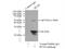 PEST Proteolytic Signal Containing Nuclear Protein antibody, 11180-2-AP, Proteintech Group, Immunoprecipitation image 