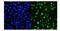 SWI/SNF-Related, Matrix-Associated Actin-Dependent Regulator Of Chromatin, Subfamily A, Containing DEAD/H Box 1 antibody, A06049-1, Boster Biological Technology, Immunofluorescence image 