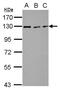 RAD21 Cohesin Complex Component antibody, GTX106012, GeneTex, Western Blot image 