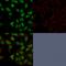 DNA Topoisomerase II Alpha antibody, GTX35138, GeneTex, Immunofluorescence image 