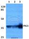 Quinone oxidoreductase PIG3 antibody, A06870-1, Boster Biological Technology, Western Blot image 
