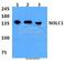 Nucleolar And Coiled-Body Phosphoprotein 1 antibody, A04778, Boster Biological Technology, Western Blot image 