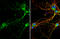 RAB3C, Member RAS Oncogene Family antibody, GTX108610, GeneTex, Immunocytochemistry image 