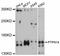 Protein Tyrosine Phosphatase Non-Receptor Type 14 antibody, abx126436, Abbexa, Western Blot image 