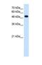 ECPTP antibody, NBP1-69297, Novus Biologicals, Western Blot image 