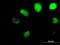AlkB Homolog 1, Histone H2A Dioxygenase antibody, H00008846-B01P, Novus Biologicals, Immunocytochemistry image 