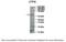 CTP Synthase 1 antibody, 30-148, ProSci, Immunohistochemistry paraffin image 