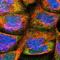 Ro60, Y RNA Binding Protein antibody, NBP1-86998, Novus Biologicals, Immunofluorescence image 