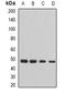STAM Binding Protein antibody, orb341234, Biorbyt, Western Blot image 