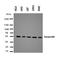 Serpin Family A Member 6 antibody, orb146724, Biorbyt, Western Blot image 