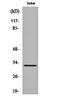 Neuralized E3 Ubiquitin Protein Ligase 2 antibody, orb161963, Biorbyt, Western Blot image 