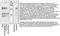 ABL Proto-Oncogene 1, Non-Receptor Tyrosine Kinase antibody, 44-252G, Invitrogen Antibodies, Western Blot image 