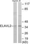 ELAV Like RNA Binding Protein 2 antibody, EKC1787, Boster Biological Technology, Western Blot image 
