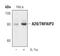 TNF Alpha Induced Protein 3 antibody, PA5-17149, Invitrogen Antibodies, Western Blot image 