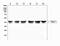 Protein Arginine Methyltransferase 1 antibody, A01417-3, Boster Biological Technology, Western Blot image 