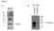 Methyl-CpG Binding Domain Protein 3 antibody, TA347241, Origene, Western Blot image 